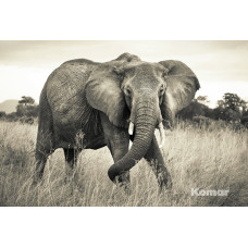 Komar XXL4-529 Elephant