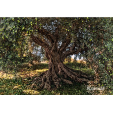 Komar 8-531 Olive Tree