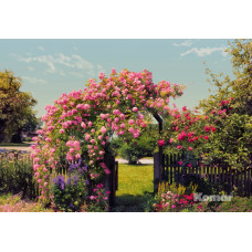 Komar 8-936 Rose Garden
